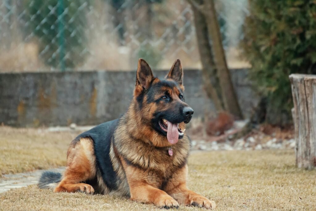 German Shepherds are a great dog breed for home protection.