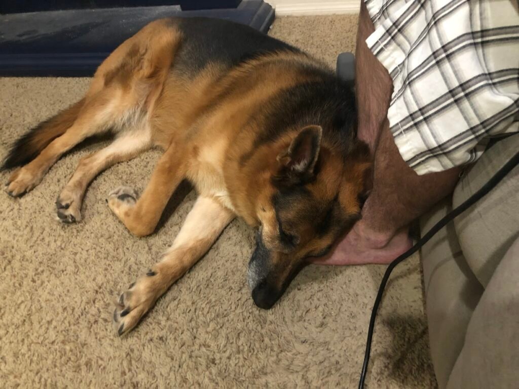 German shepherd comforting her owner. Love and loyalty are one of the great benefits of German Shepherds.