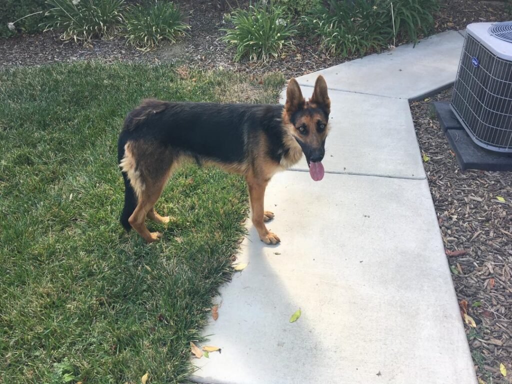 Laika right after she arrived. skinny dirty German shepherd dog.