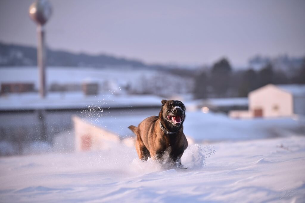 Belgian Malinois are a dog breed for home protection.