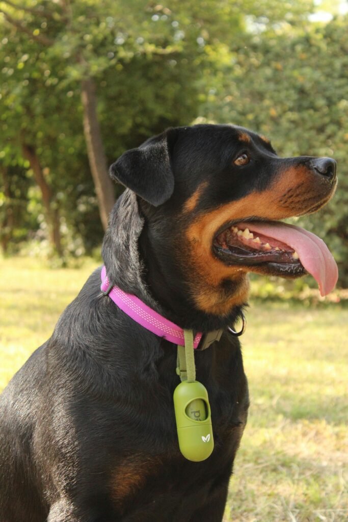 Rottweilers are a good dog breed for home protection.