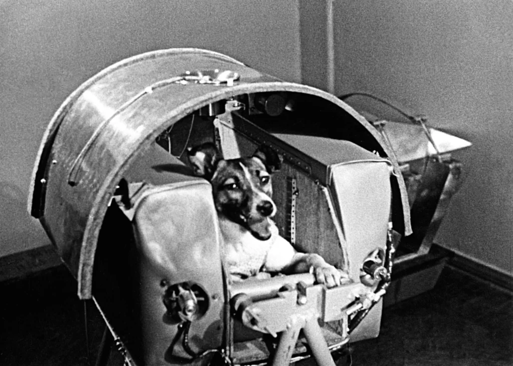 Laika the Soviet space dog.