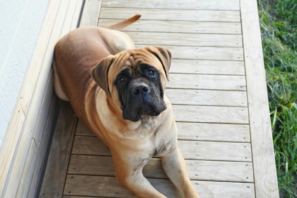 Bullmastiffs 