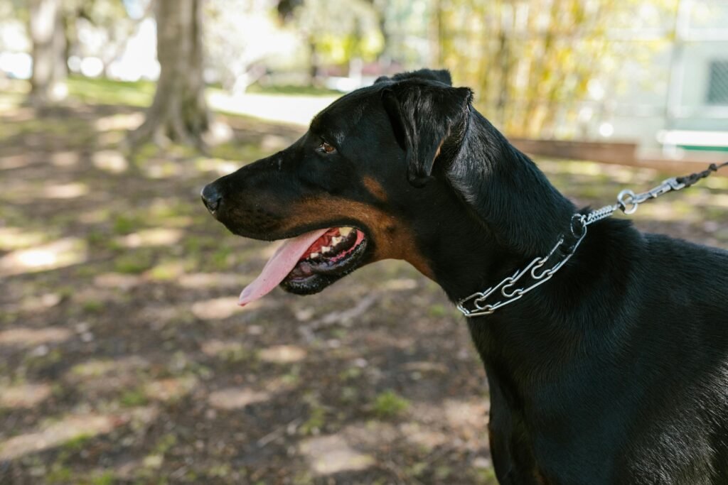 Doberman Pinscher