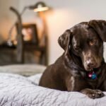 doggy beds and crates