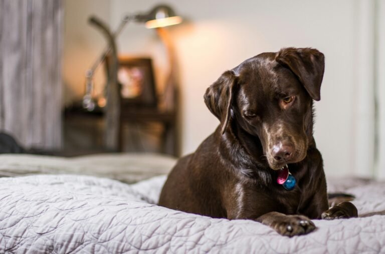 doggy beds and crates