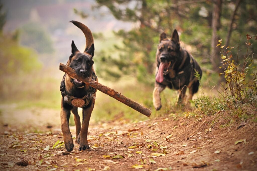 dogs playing and getting exercise.