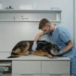 How to find the best veterinarian