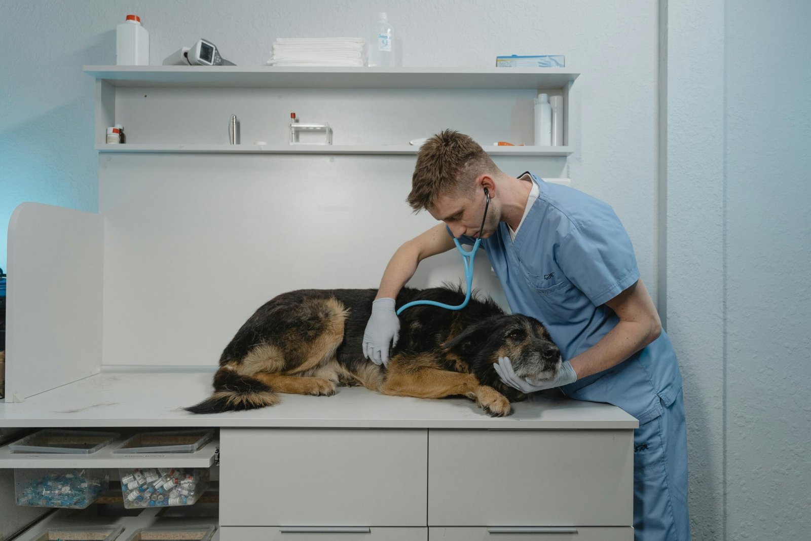 How to find the best veterinarian