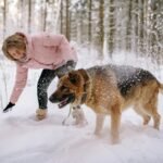 German shepherd playing in the snow.