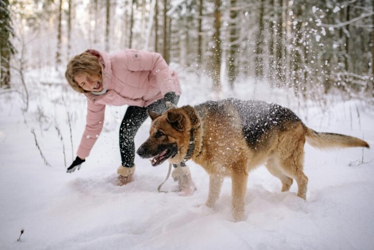 German shepherd playing in the snow.