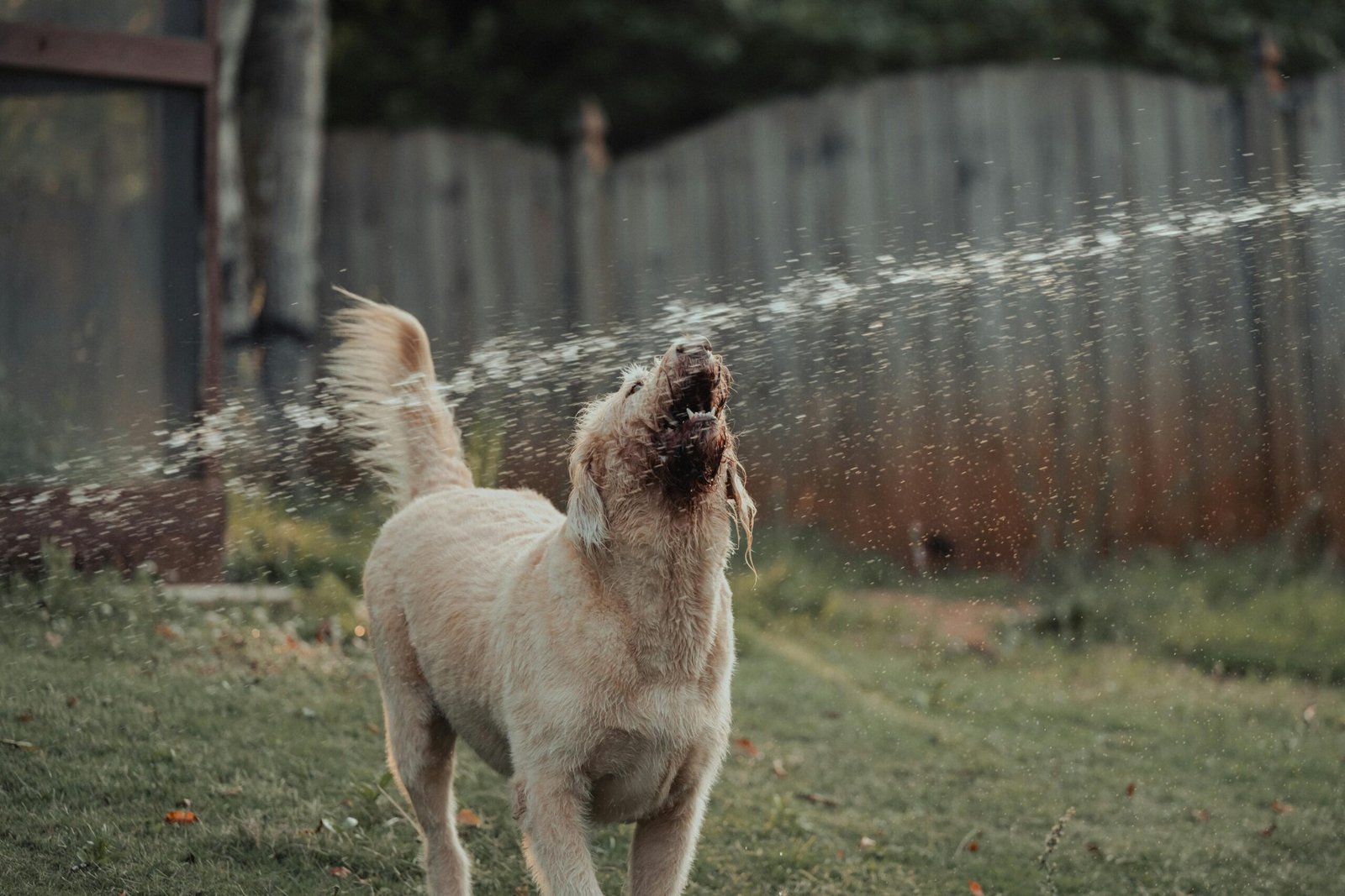 how to train your dog not to bark